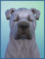 ansehen Shar Pei Daphne Erwachsen